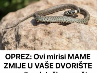 Zmije mogu da privuku razni mirisi pa vođene