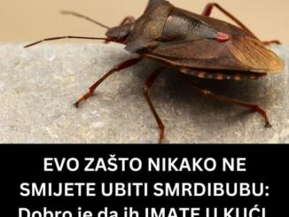 Smrdibube su prilično